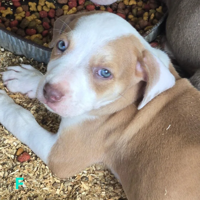 A baby medium-sized female Yellow / Tan / Blond / Fawn Pit Bull Terrier dog named Tequila Rose for adoption in Floresville, TX