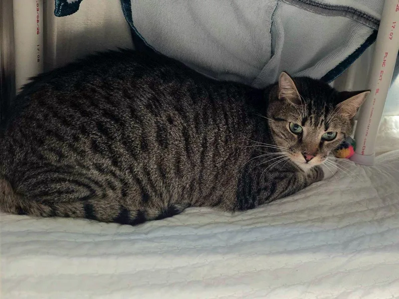 A young large-sized male Tabby (Brown / Chocolate) Domestic Short Hair cat named Crab for adoption in Raleigh, NC