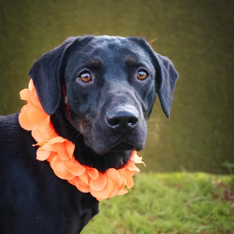 Bamboozle thumbnail 2