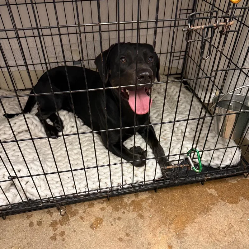 Bamboozle thumbnail 3