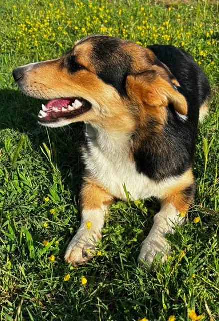An adult small-sized female Tricolor (Brown, Black, & White) Corgi dog named Fudgey for adoption in Tulsa, OK