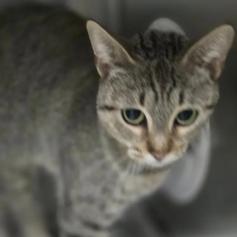 A young medium-sized female Brown / Chocolate Domestic Short Hair cat named Kit for adoption in San Antonio, TX