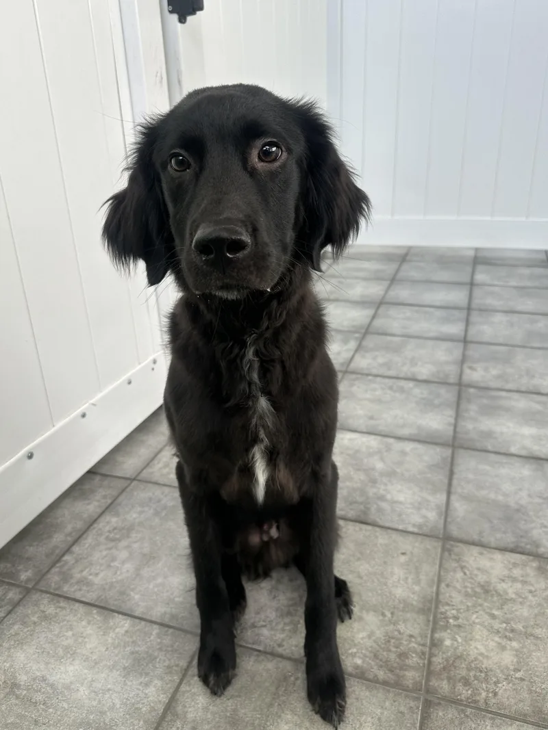 A young medium-sized male Flat-Coated Retriever dog named Percy for adoption in Plainfield, IL