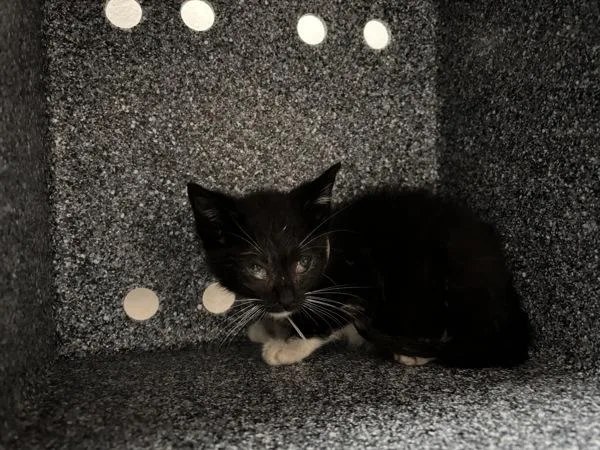 A baby small-sized male Domestic Short Hair cat named Gif for adoption in New York, NY