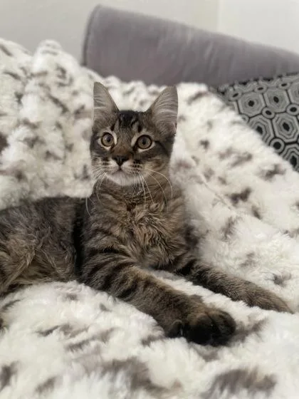 A baby small-sized male Domestic Long Hair cat named Enzo for adoption in Fort Worth, TX