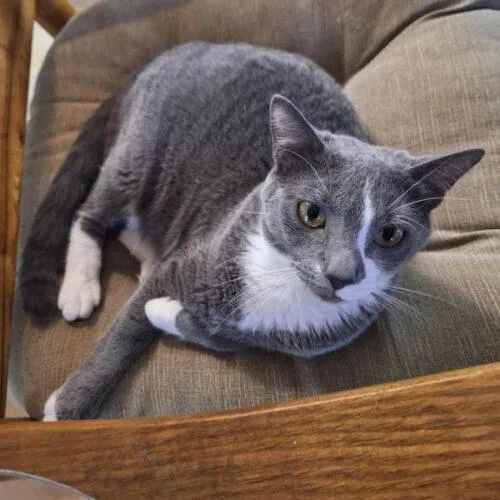 A young medium-sized female Smoke Domestic Short Hair cat named Farrah for adoption in Tampa, FL