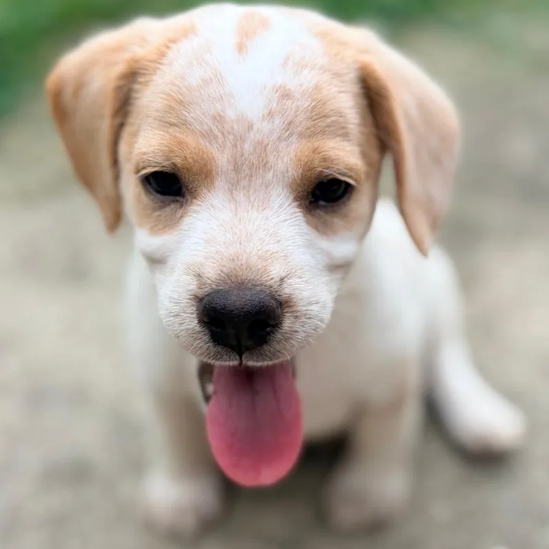 A baby small-sized male White / Cream Beagle dog named Lucky for adoption in Cincinnati, OH