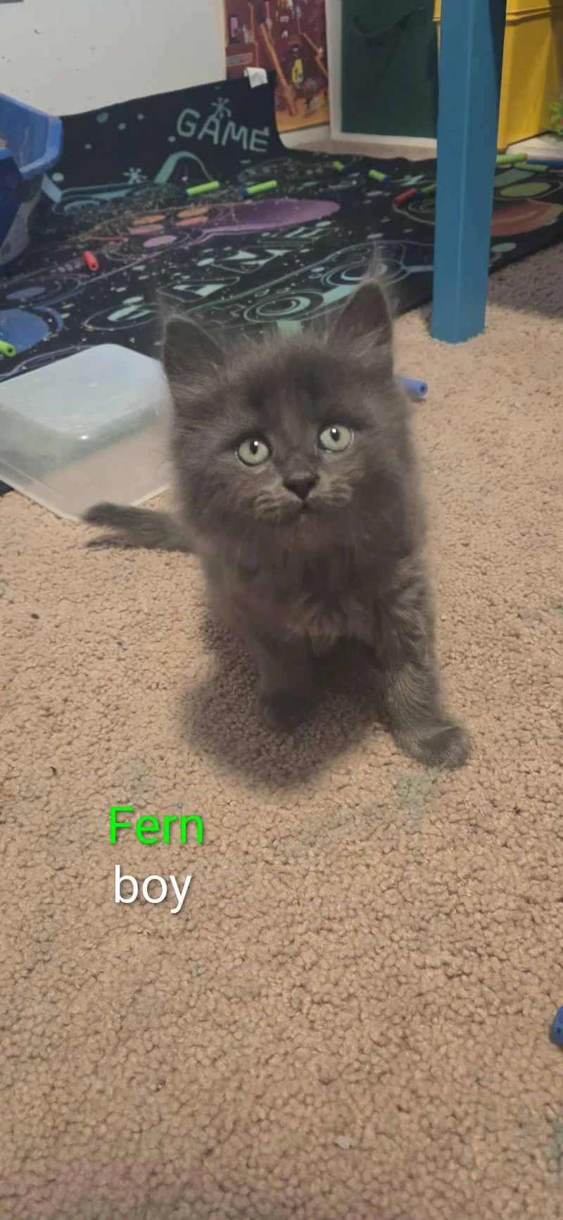 A baby small-sized male Gray / Blue / Silver Domestic Short Hair cat named Fern for adoption in Kent, OH