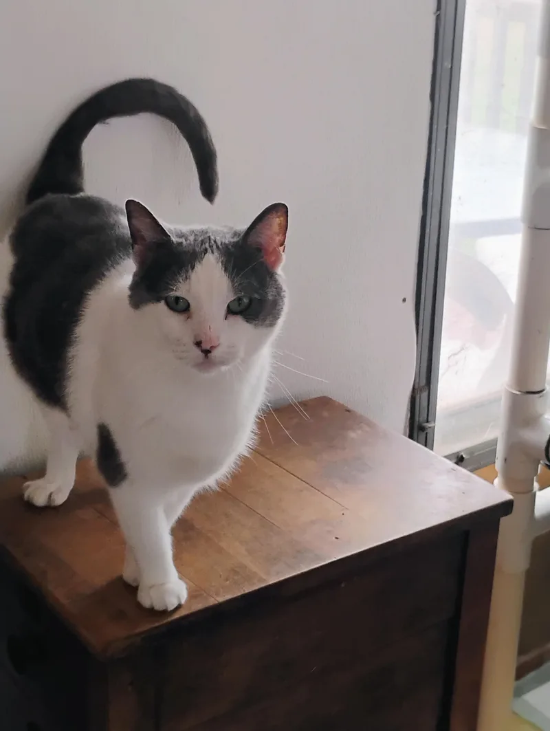 Fiona Fairy thumbnail 2