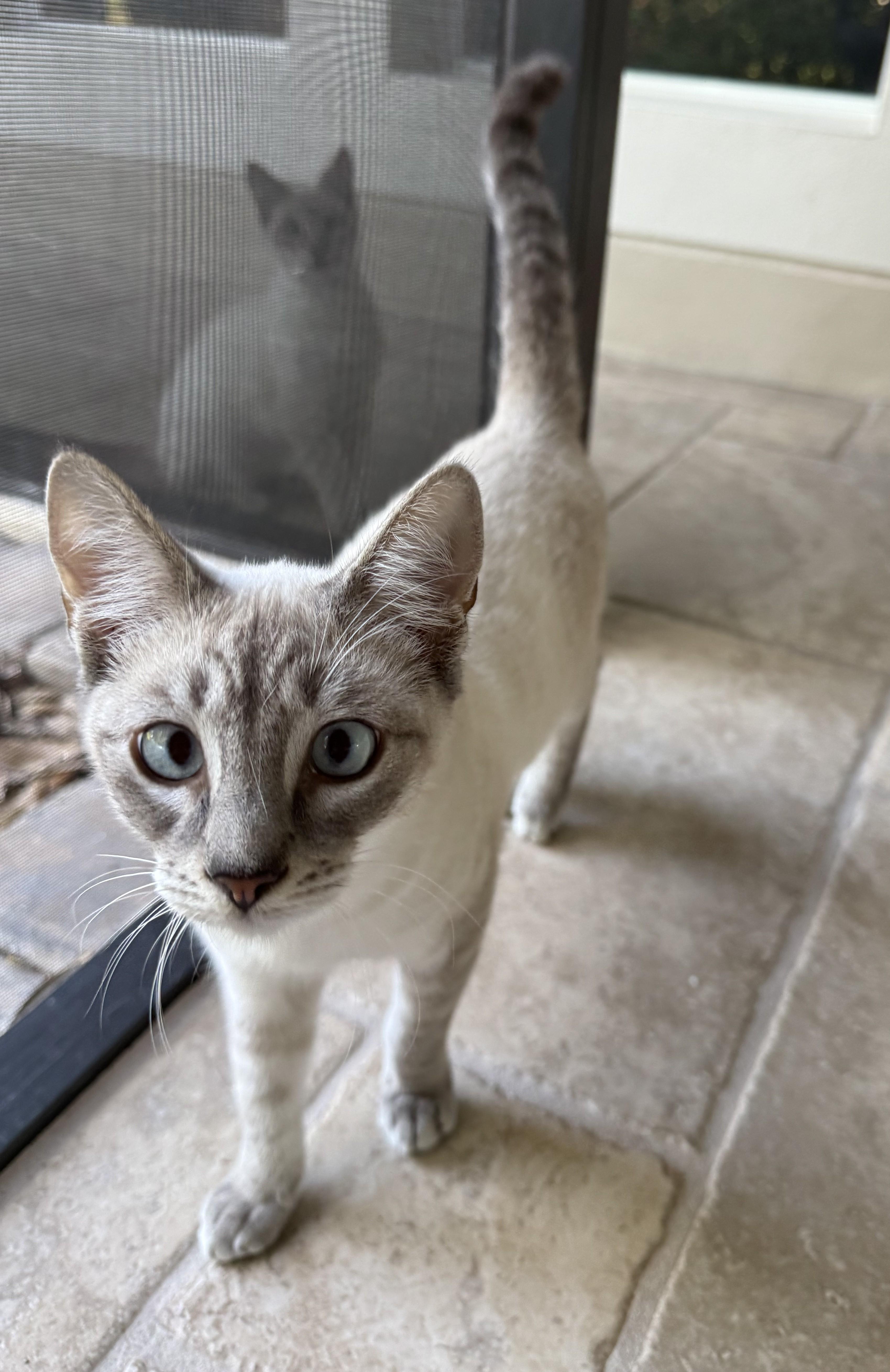 A young medium-sized male Blue Cream Siamese cat named Lynx Point Siamese Brothers for adoption in DeLand, FL
