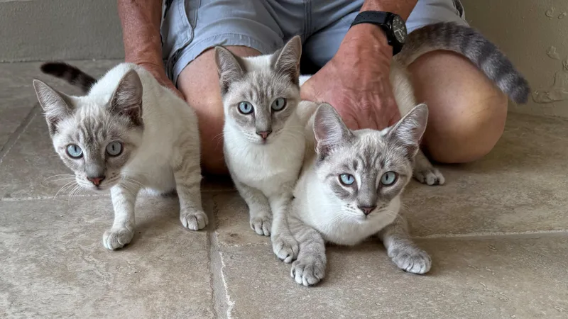 Lynx Point Siamese Brothers thumbnail 3