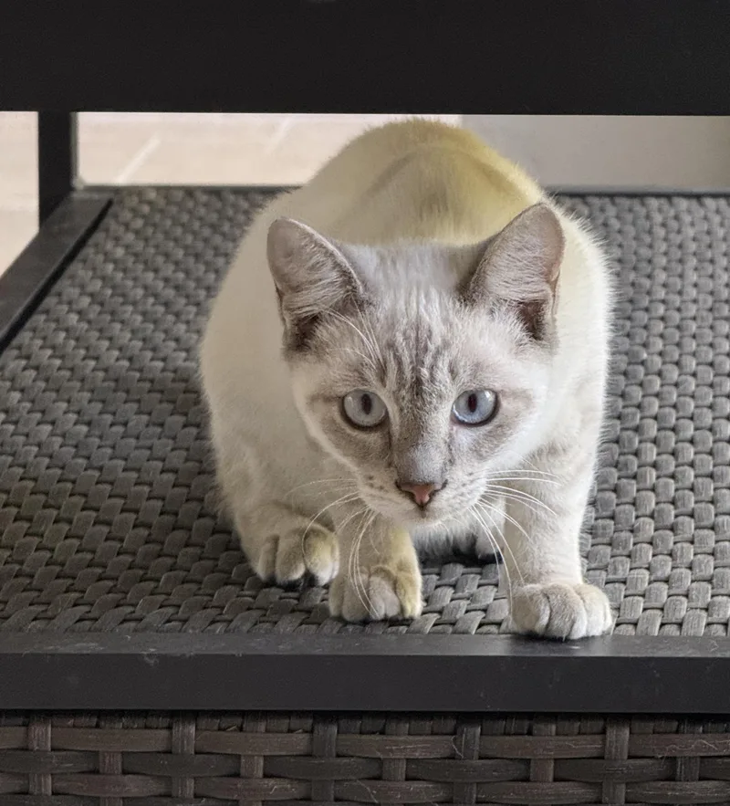 Lynx Point Siamese Brothers thumbnail 4