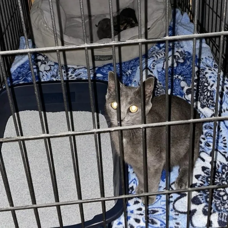 An adult small-sized female Domestic Short Hair cat named Misty for adoption in Oceanside, NY