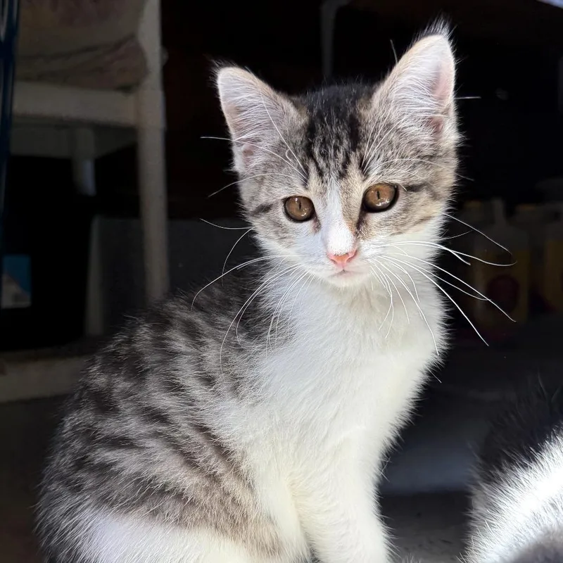 A baby small-sized male Brown / Chocolate Domestic Short Hair cat named Opal for adoption in Muncie, IN