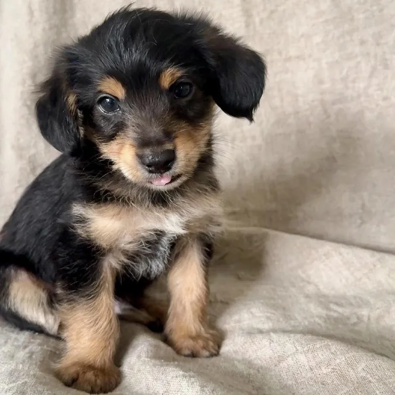 A baby small-sized male Black Poodle dog named Pecan for adoption in Baton Rouge, LA