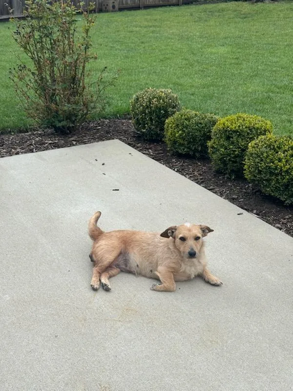 A young small-sized female Wire Fox Terrier dog named Bunny for adoption in Blue Springs, MO