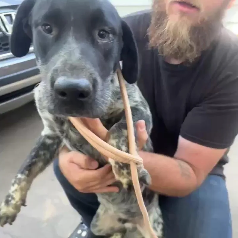 A young medium-sized male Black Labrador Retriever dog named Duke for adoption in Hackett, AR