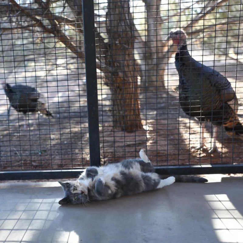 A senior medium-sized female Calico Domestic Short Hair cat named Alafair for adoption in Kanab, UT