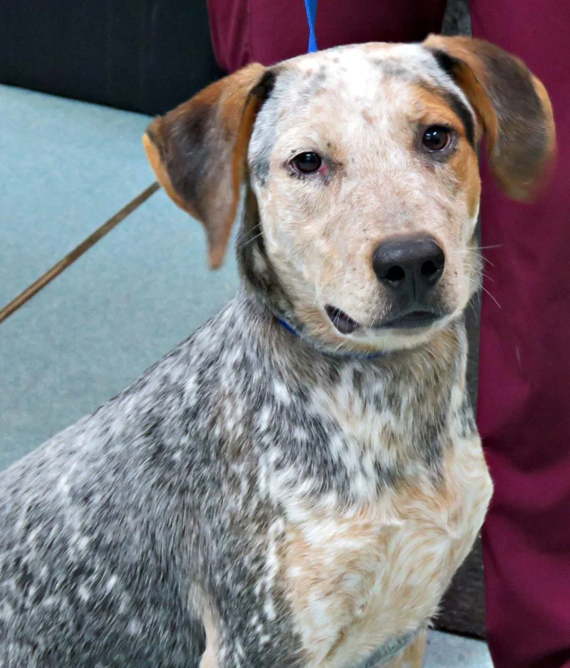 A young medium-sized female Bluetick Coonhound dog named Thelma for adoption in Lexington, VA