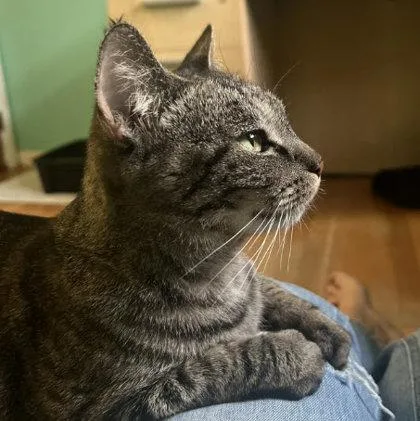 An adult medium-sized female Domestic Short Hair cat named Chubbi Litchfield for adoption in Hudson, MA