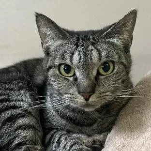 Chubbi Litchfield thumbnail 2