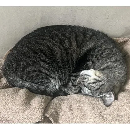 Chubbi Litchfield thumbnail 3