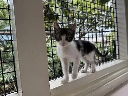A baby small-sized male Domestic Short Hair cat named Bubbles for adoption in Honolulu, HI