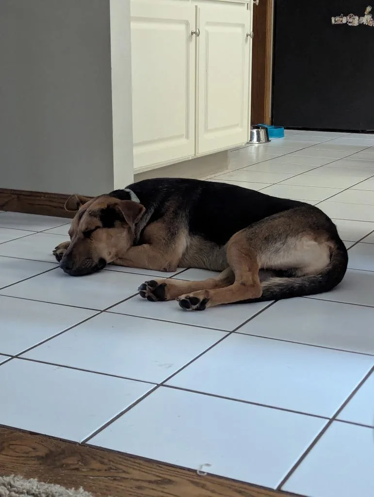 A young medium-sized male German Shepherd Dog dog named Halo for adoption in Libertyville, IL