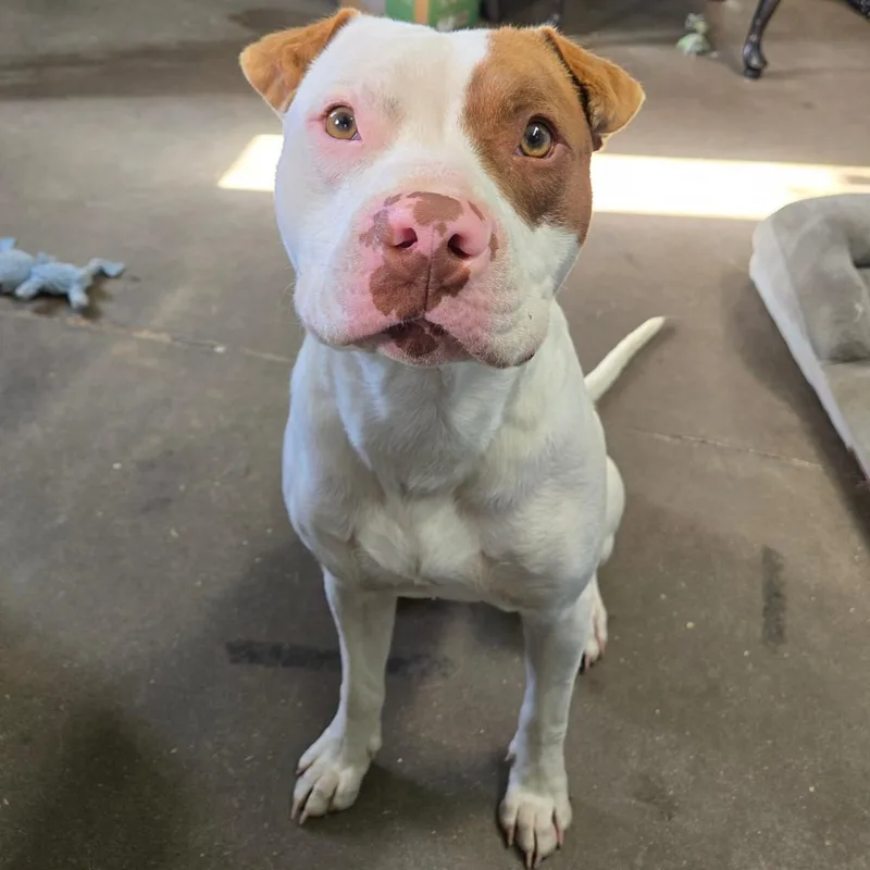 Mortimer thumbnail 2