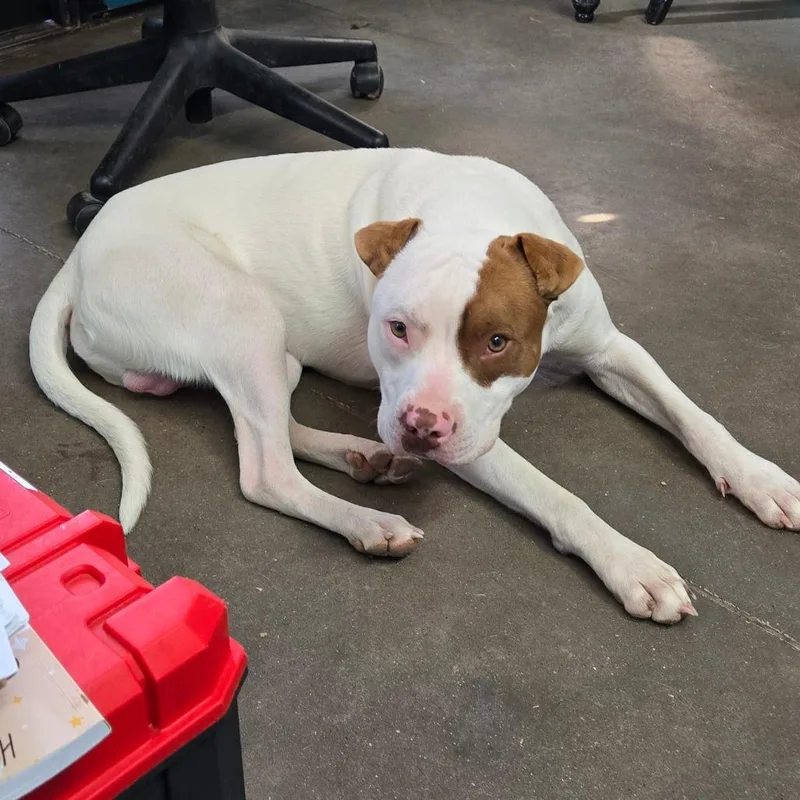 Mortimer thumbnail 3