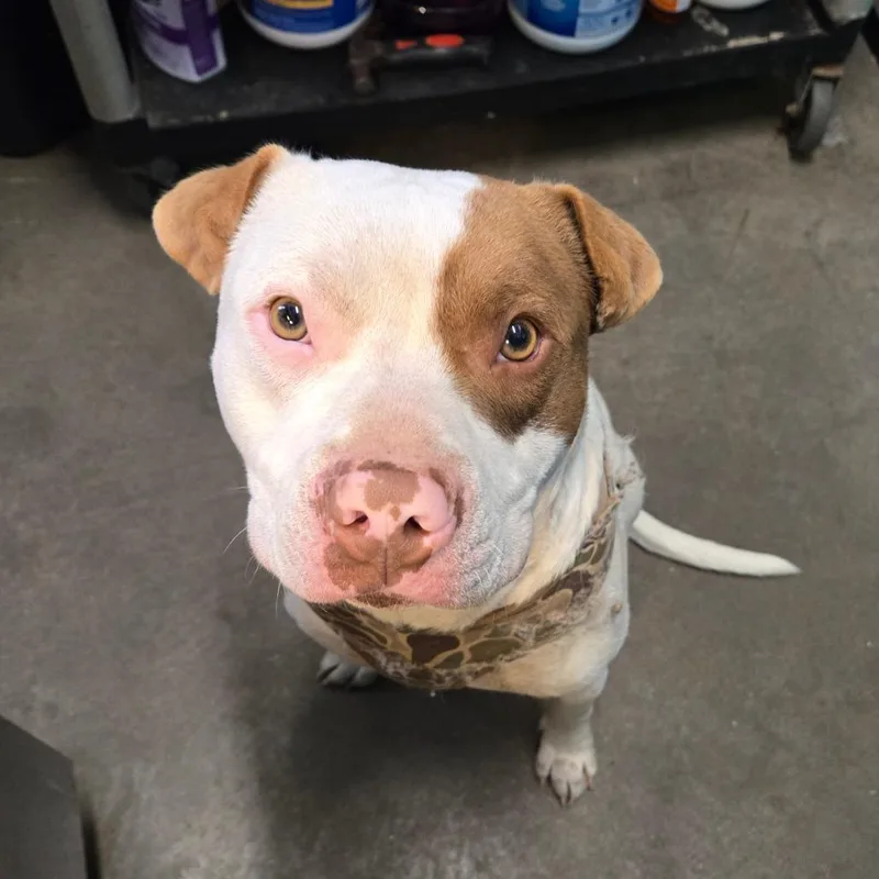 Mortimer thumbnail 4