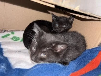 A young small-sized female Domestic Short Hair cat named Tesi for adoption in Lowell, MA