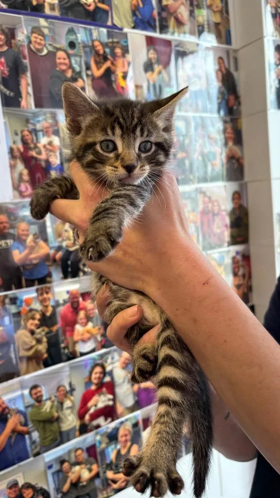 A baby small-sized male Domestic Short Hair cat named Greg for adoption in Lewisville, TX