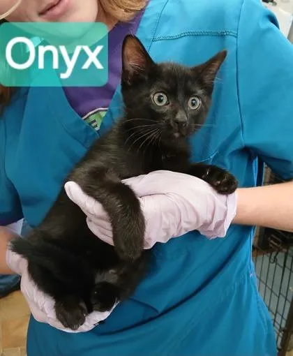 A young medium-sized male Domestic Short Hair cat named Onyx for adoption in Kansas City, MO