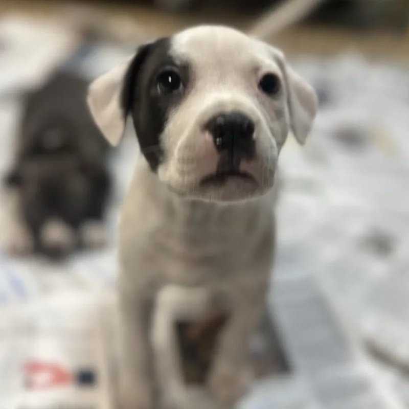 California thumbnail 3