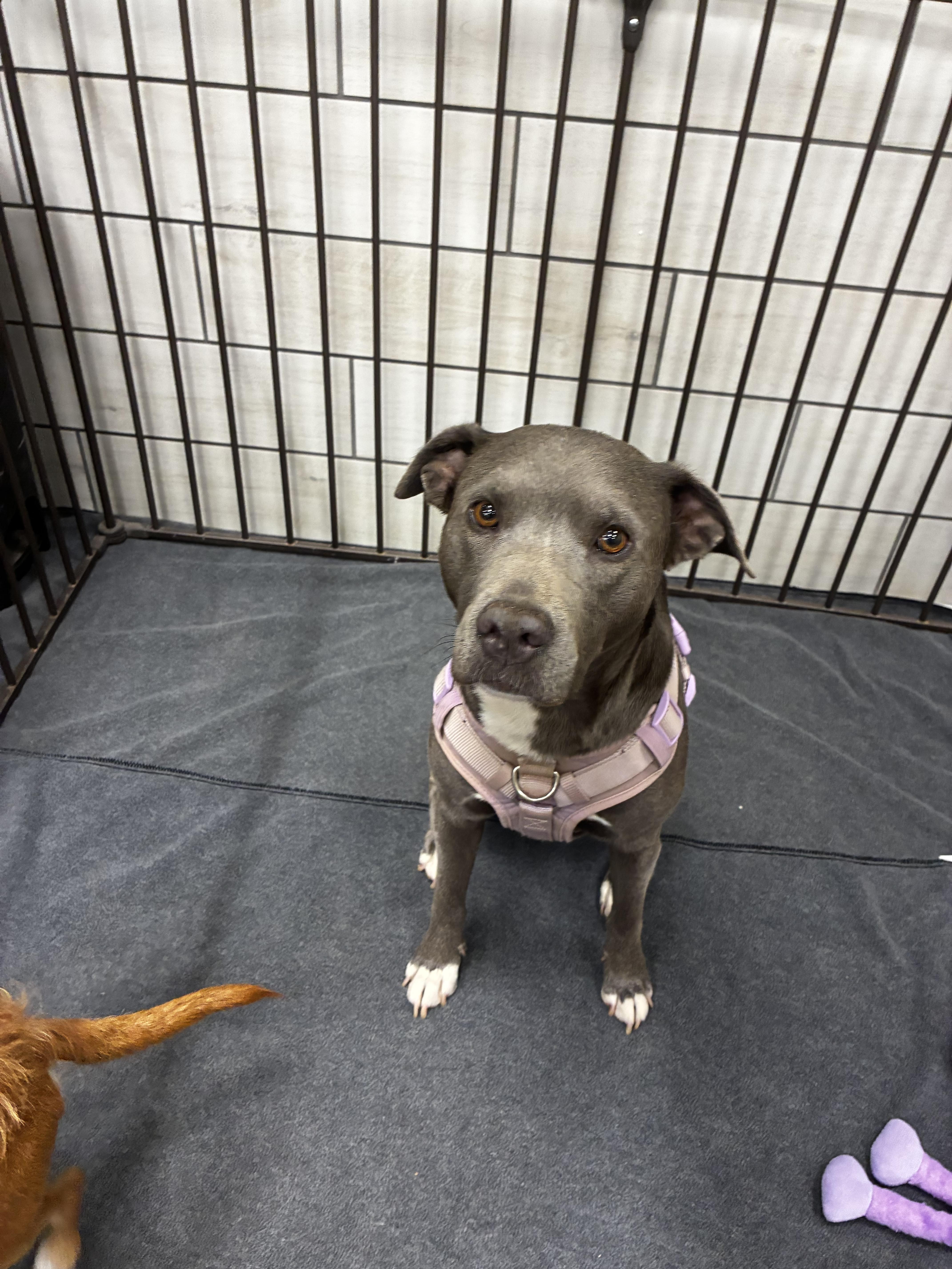 An adult medium-sized female American Staffordshire Terrier dog named McBeth for adoption in Phoenix, AZ