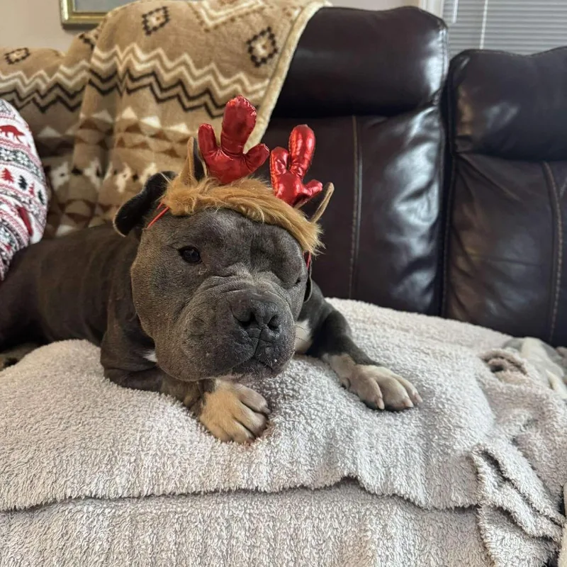 A senior medium-sized female Gray / Blue / Silver English Bulldog dog named Joan for adoption in Nashville, TN