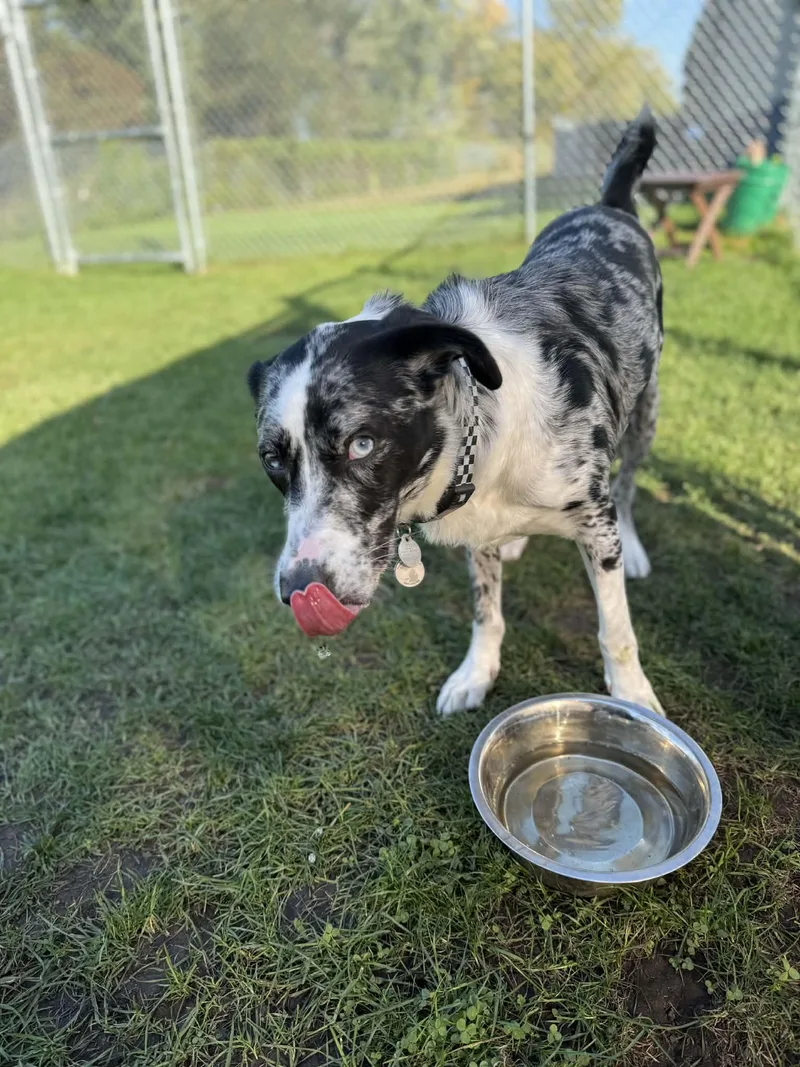 A young medium-sized male Australian Shepherd dog named Tyson for adoption in Kalamazoo, MI