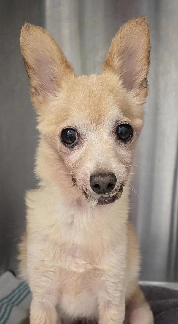 A senior small-sized male Chihuahua dog named Deputy for adoption in El Cajon, CA