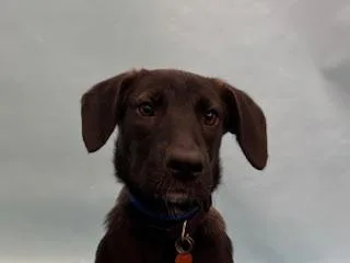 A baby large-sized male Border Collie dog named Thor for adoption in Golden Valley, MN