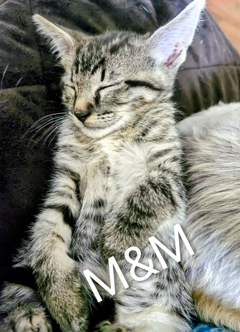 A baby medium-sized female Tabby cat named M&m for adoption in Okemah, OK