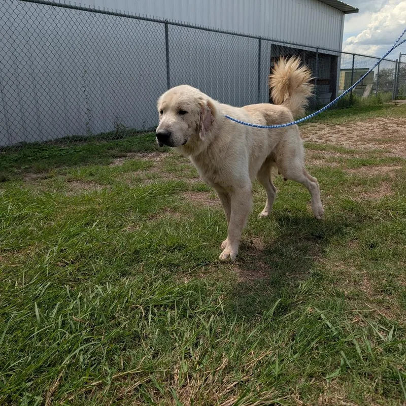 An adult large-sized male White / Cream Great Pyrenees dog named Milo for adoption in Austin, TX