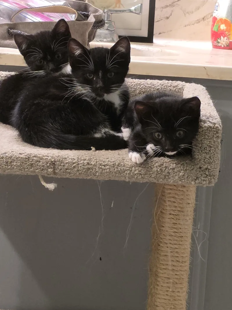 A baby small-sized female Black & White / Tuxedo Domestic Short Hair cat named Checkers for adoption in Mission Viejo, CA