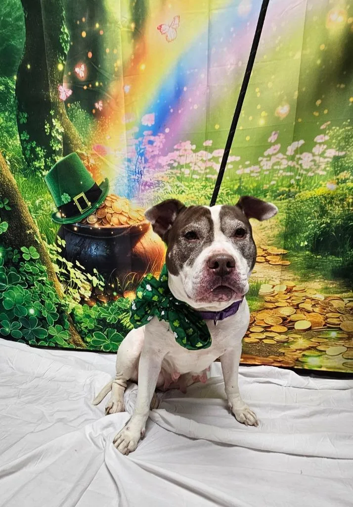 A senior large-sized female Pit Bull Terrier dog named Holly for adoption in Wabash, IN