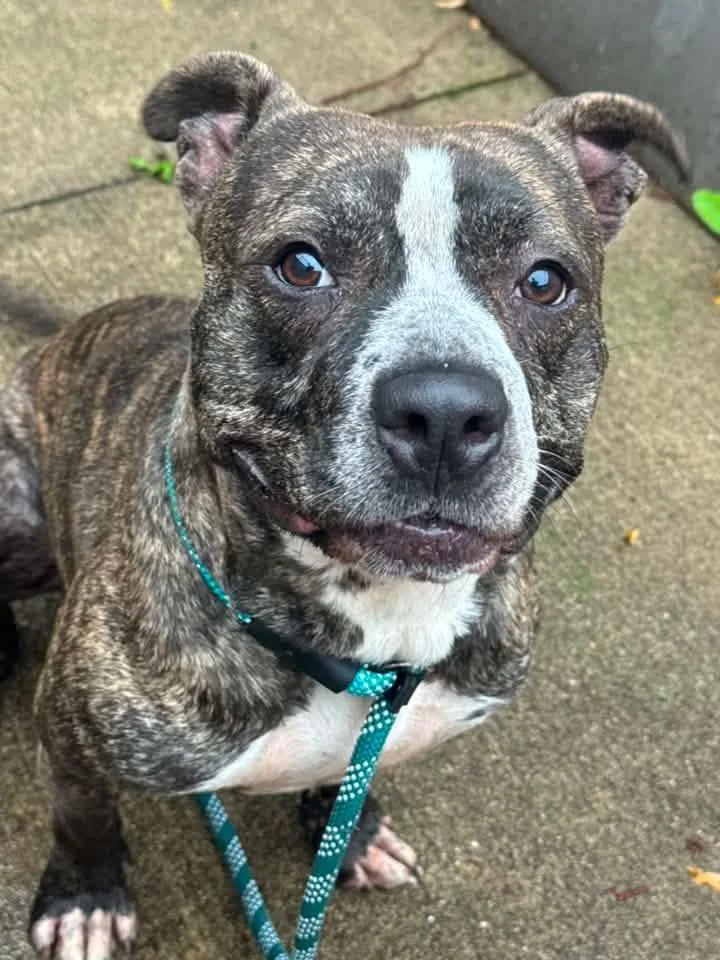 An adult medium-sized male Brindle Pit Bull Terrier dog named Tonka for adoption in Chicago, IL