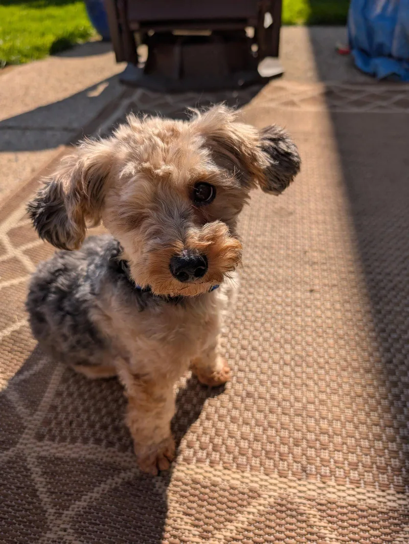 A young small-sized male Yorkshire Terrier dog named Cosmo for adoption in Bloomington, IL