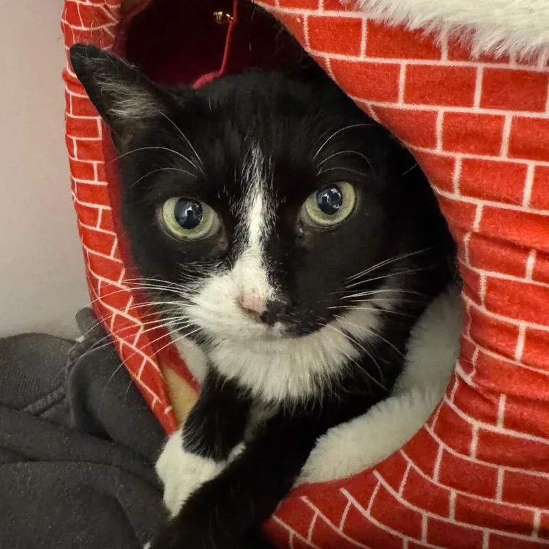 A senior medium-sized female Black Domestic Short Hair cat named Sugar Bean for adoption in Peoria, IL