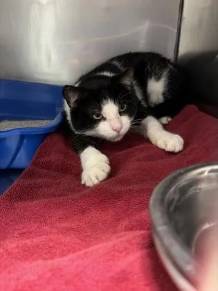 An adult medium-sized male Domestic Short Hair cat named Butch for adoption in Fishers, IN