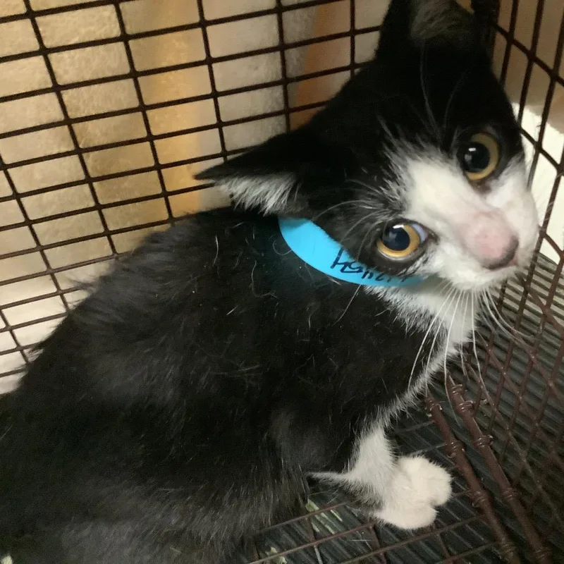 A baby small-sized female Black Domestic Short Hair cat named River for adoption in Long Beach, CA