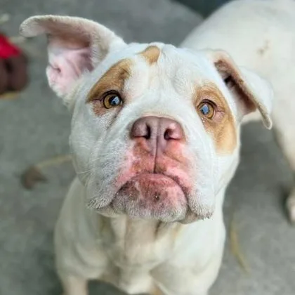 A young medium-sized female White / Cream Bulldog dog named Okra for adoption in Tinley Park, IL